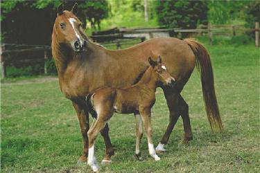 Poster - Mare and foal Marcos y Cuadros